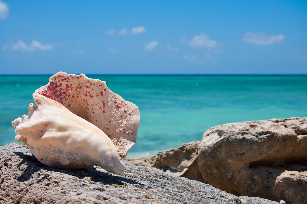 Turks &amp; Caicos Conch-pexels-candis-1095128602-20679736